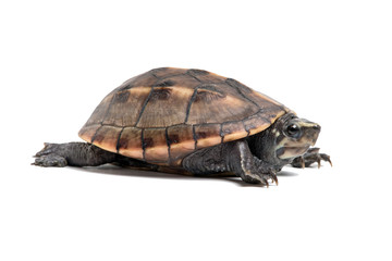 Fototapeta premium Striped Mud Turtle