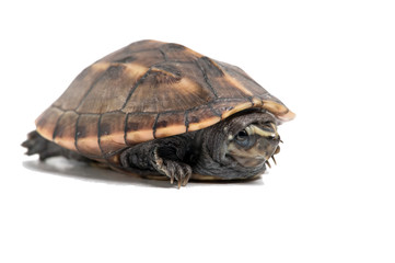 Striped Mud Turtle