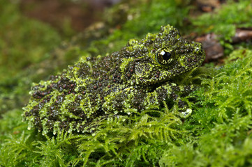 Fototapeta premium Vietnamese Mossy Frog