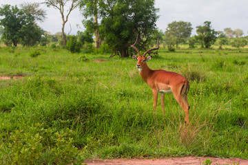 One antilope stands in green grass in Africa