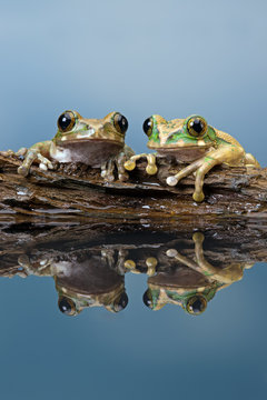 Peacock Tree Frog