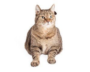 Fototapeta na wymiar Large Overweight Tabby Cat