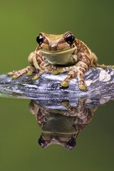 Obraz premium Amazon Milk Frog
