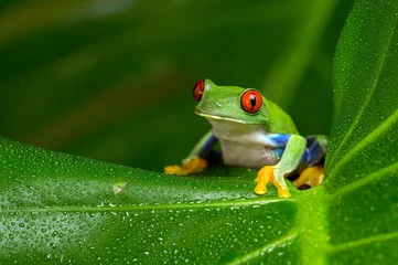 Wall murals Frog Red-Eyed Amazon Tree Frog