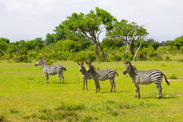 Naklejka premium Zebra's tribe in the green grass