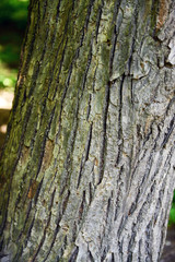 Wooden texture close-up