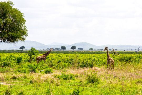 Two giraffes in the grass