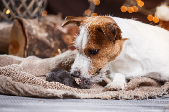 brown domestic rat and dogs Jack Russell Terrier