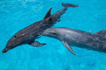 Two Swimming Dolphins in the Blue Water