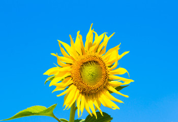Beautiful Sunflower on blue sky