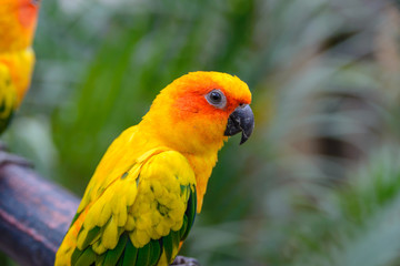 Sun Conure Parrot