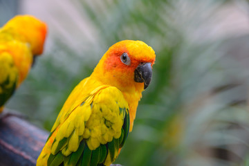 Fototapeta na wymiar Sun Conure Parrot