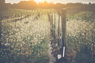 Vineyard in Spring with Vintage Instagram Film Style Filter