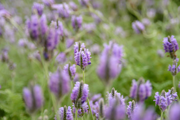 lavender flowers