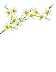 spring flowers snowdrops isolated on white background