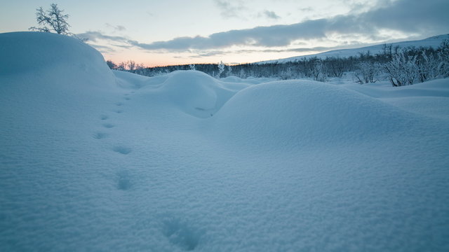 Animal tracks in winter snow landscape timelapse