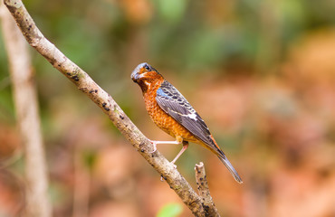 Colorful of bird White-throated Rock Thrush on branch