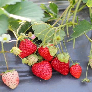 stawberry farm use plastic agriculture