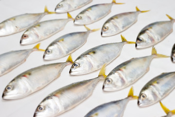blurred image of Fresh mackerel fish