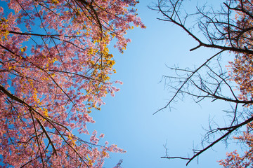Branch of Himalayan Cherry (Prunus cerasoides) blooming on blue