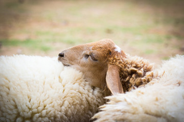 Closeup of sheep sleeping together on the farm ground