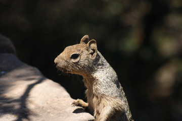 Squirrel