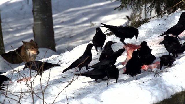 Kr&auml;hen