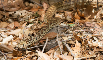 Gopher Snake