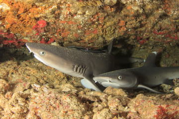 Obraz premium Whitetip Reef Shark