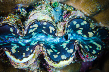 fluted giant clam bunaken indonesia tridacna squamosa underwater