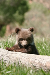 Fototapeta premium Grizzly bear cub sitting on the log