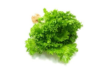 Obraz premium lettuce salad fragment on a white background
