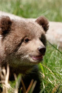 Portrait of Grizzly bear cub