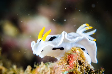 nudibranch bunaken indonesia chromodoris dianae underwater