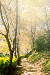 Naklejka premium Pathway with Himalayan Cherry flower (Prunus cerasoides) in the