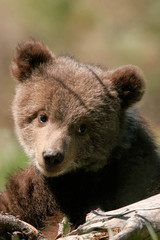 Fototapeta premium Portrait of Grizzly bear cub