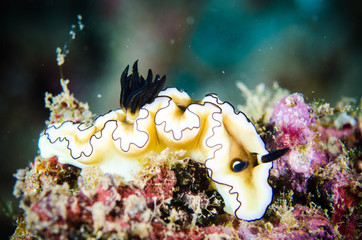nudibranch bunaken indonesia glossodoris underwater photo © fenkieandreas