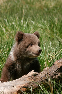 Grizzly bear cub sitting on the log