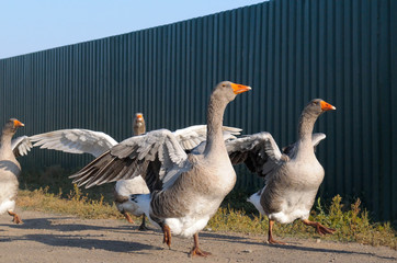 domestic geese on a farm
