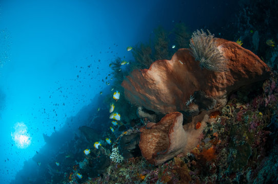 giant spone bunaken sulawesi indonesia underwater photo