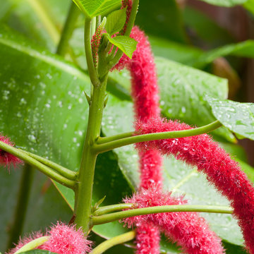 Acalypha Images Browse 744 Stock Photos Vectors And Video Adobe Stock