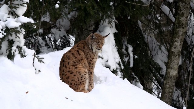 Luchs