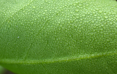 Water on leaf