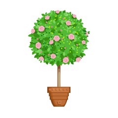 flowering tree in a pot