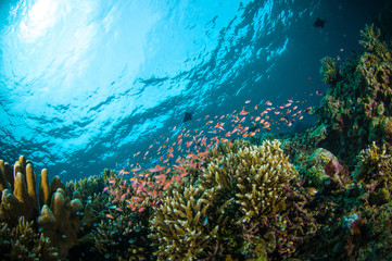 Fototapeta na wymiar schooler fish bunaken sulawesi indonesia underwater photo