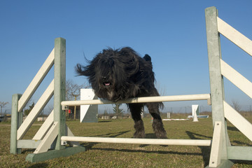 jumping pyrenean shepherd