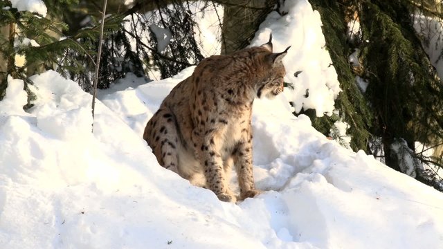 Luchs