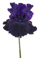 Photo sur Plexiglas Iris iris