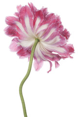 Fototapeta premium poppy