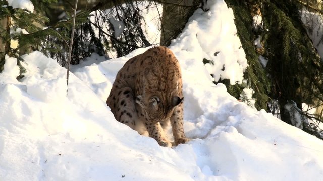 Luchs